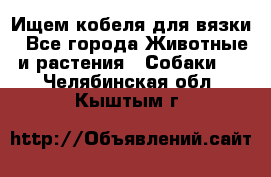 Ищем кобеля для вязки - Все города Животные и растения » Собаки   . Челябинская обл.,Кыштым г.